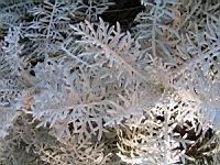 Centauree - Centaure gymnocarpa (en Corse) (02) (Photo F. Mrugala)